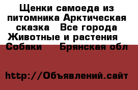 Щенки самоеда из питомника Арктическая сказка - Все города Животные и растения » Собаки   . Брянская обл.